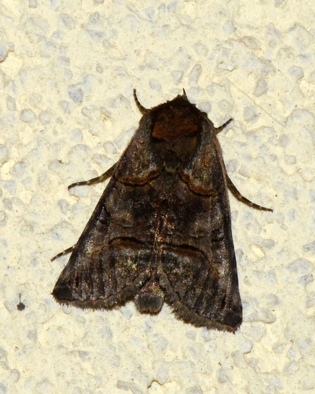 Noctuidae Abrostola triplasia ?